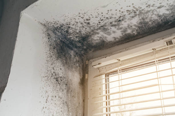 Affordable Black Mold Remediation solutions in Zieglerville, PA